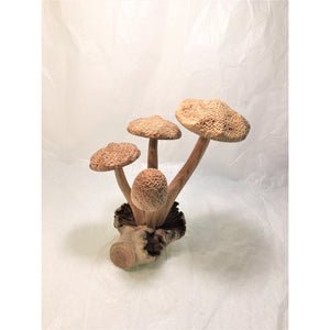 Hand carved wooden mushroom/L